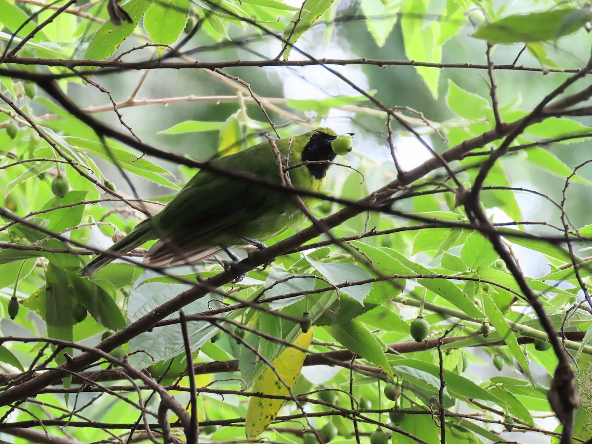 Lesser Green Leafbird - ML637682527