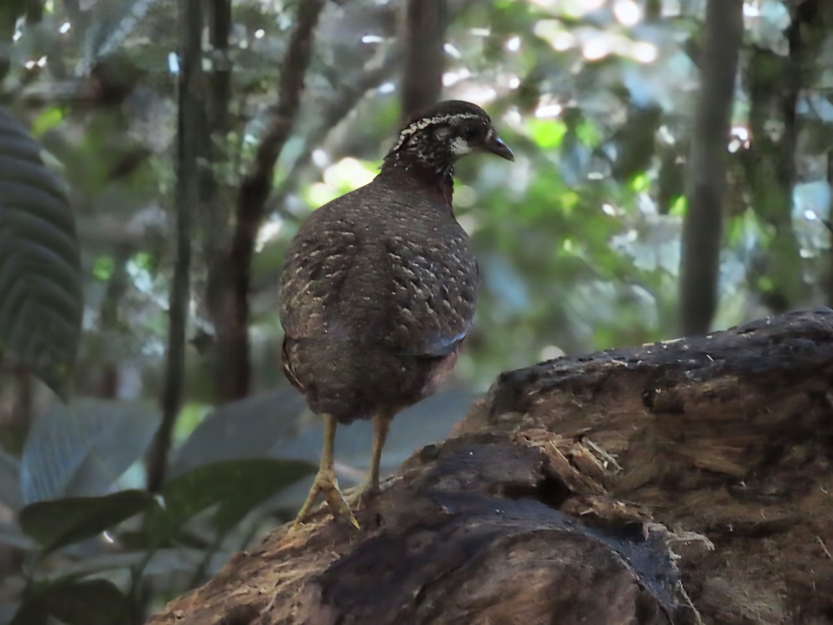 Sabah Partridge - ML637682563