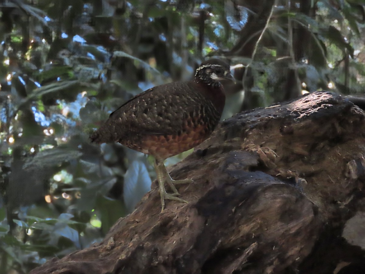 Sabah Partridge - ML637682564