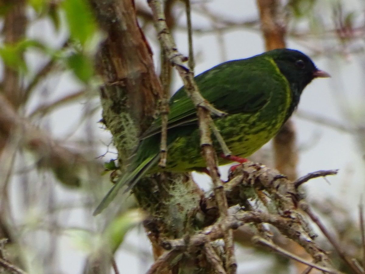 Green-and-black Fruiteater - ML637682585