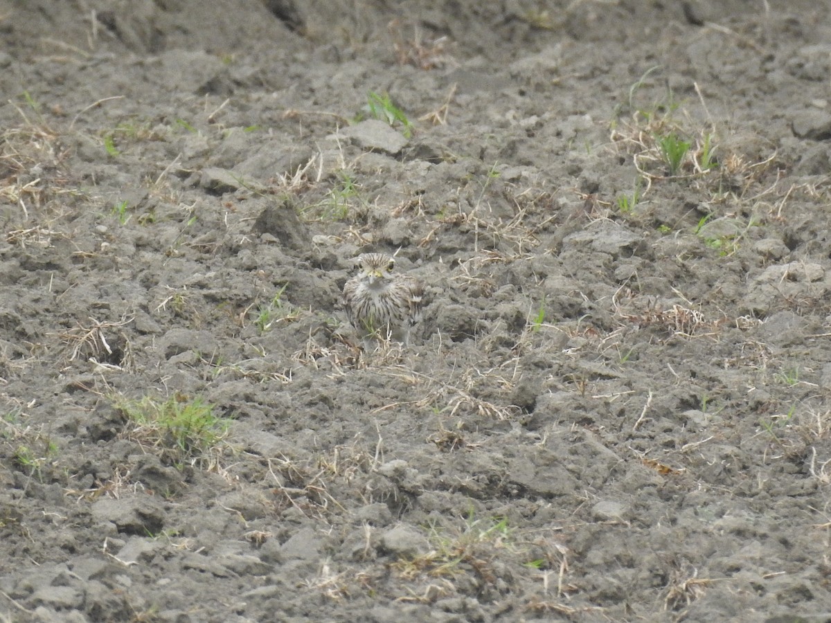 Indian Thick-knee - ML637682598