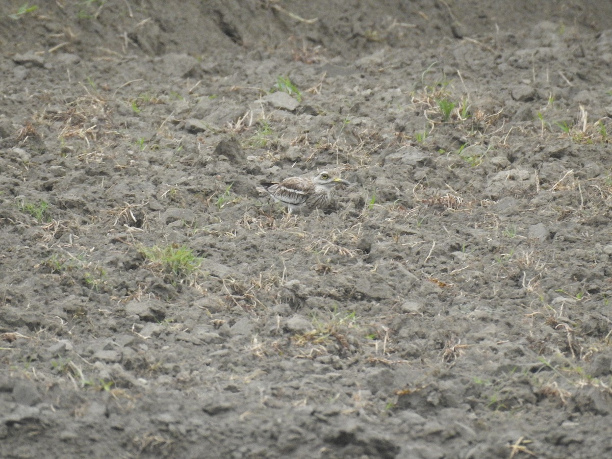 Indian Thick-knee - ML637682599