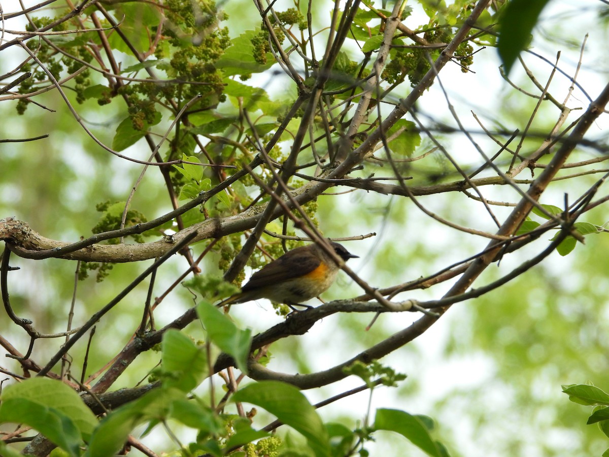 Горихвостковая древесница - ML637682633