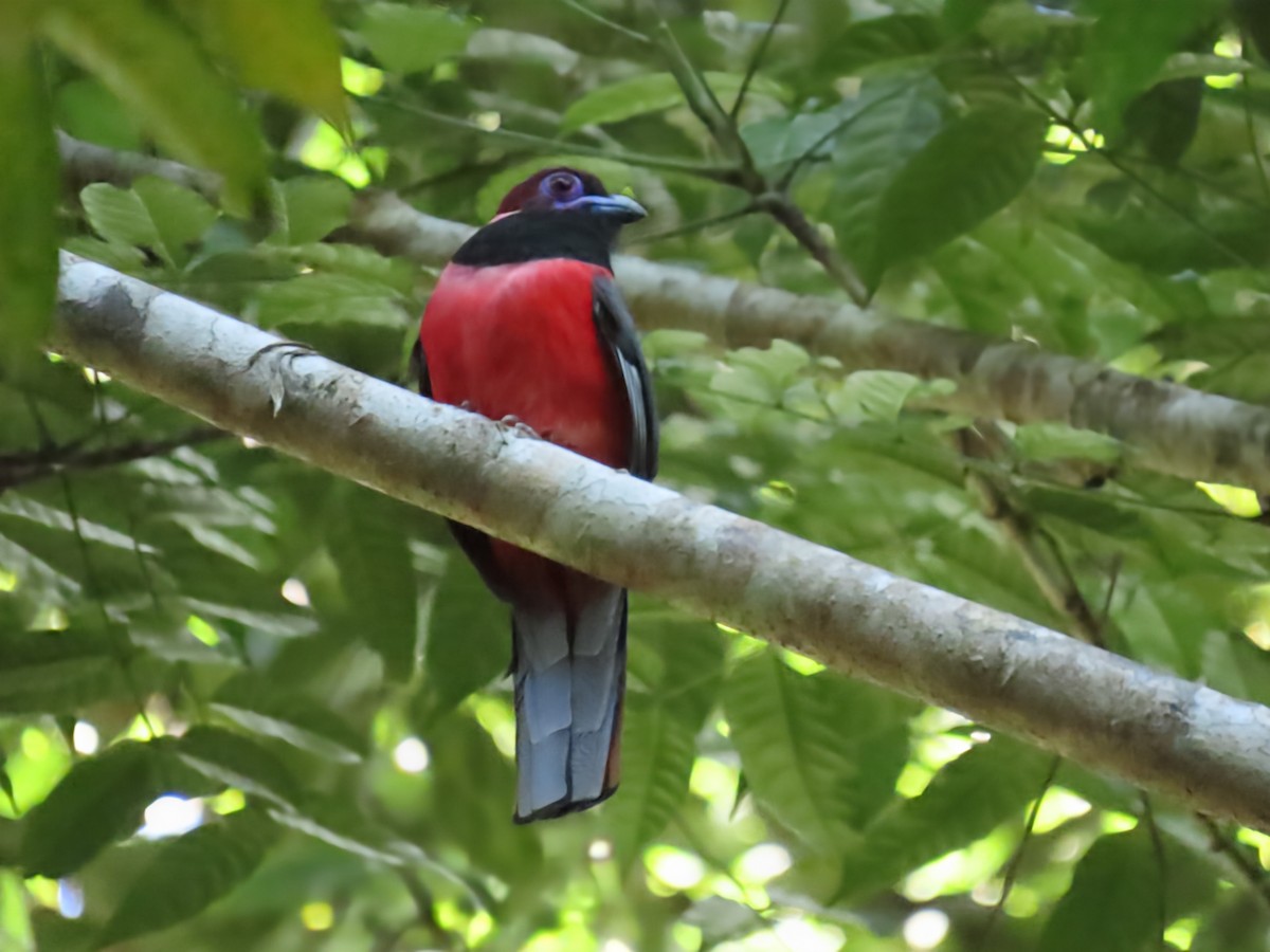 Diard's Trogon - ML637682660