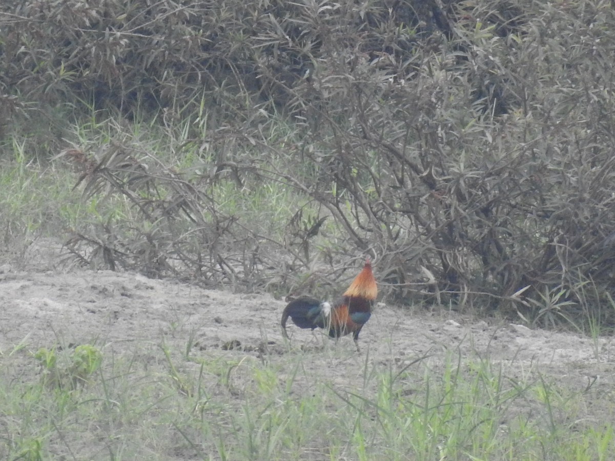 Red Junglefowl - ML637682737