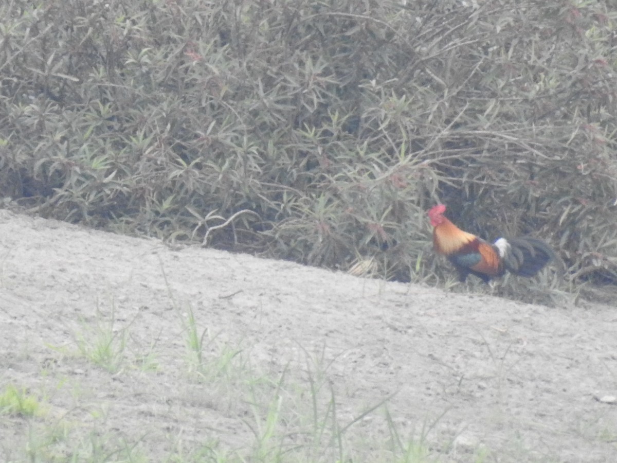 Red Junglefowl - ML637682738