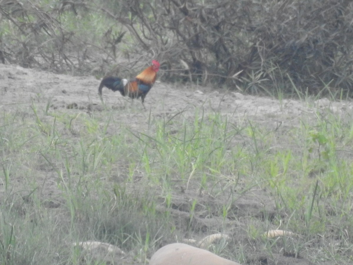 Red Junglefowl - ML637682739