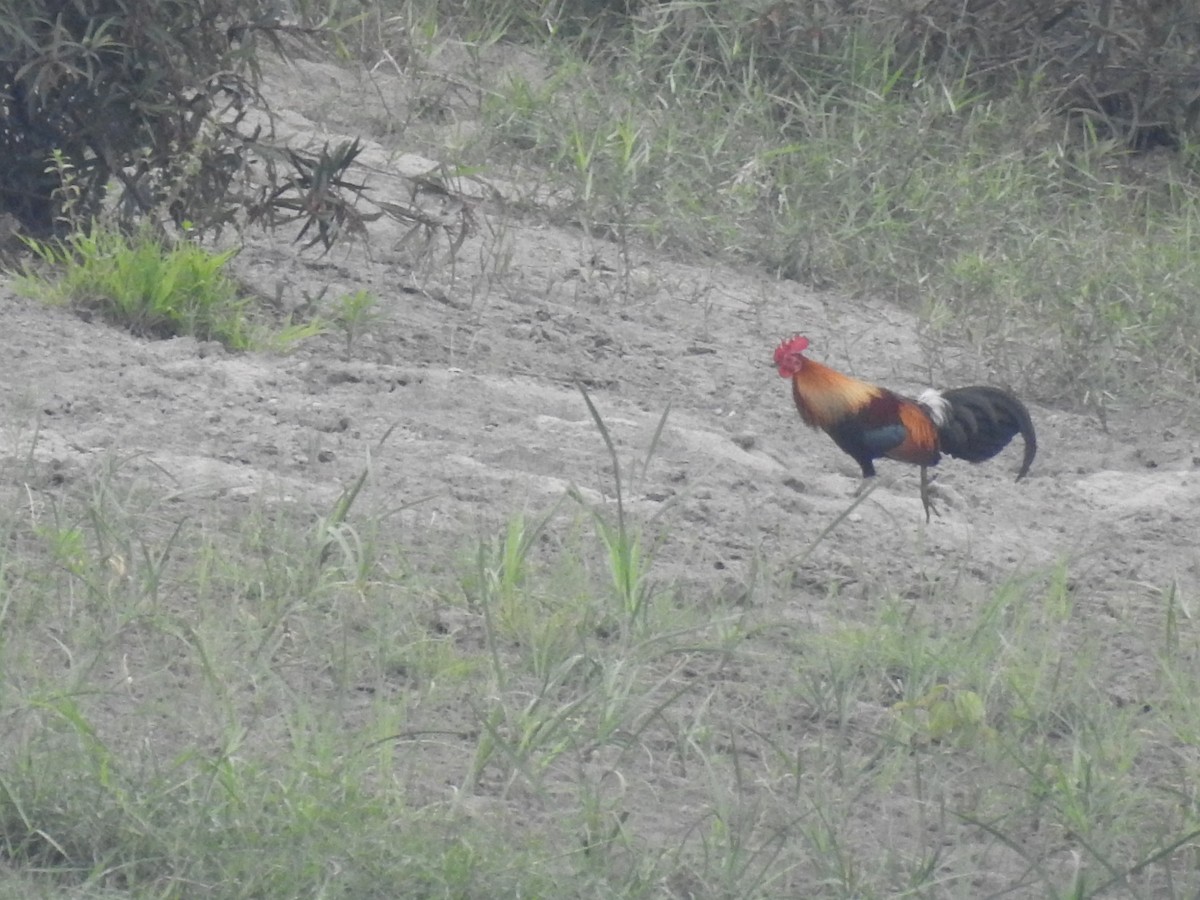 Red Junglefowl - ML637682740