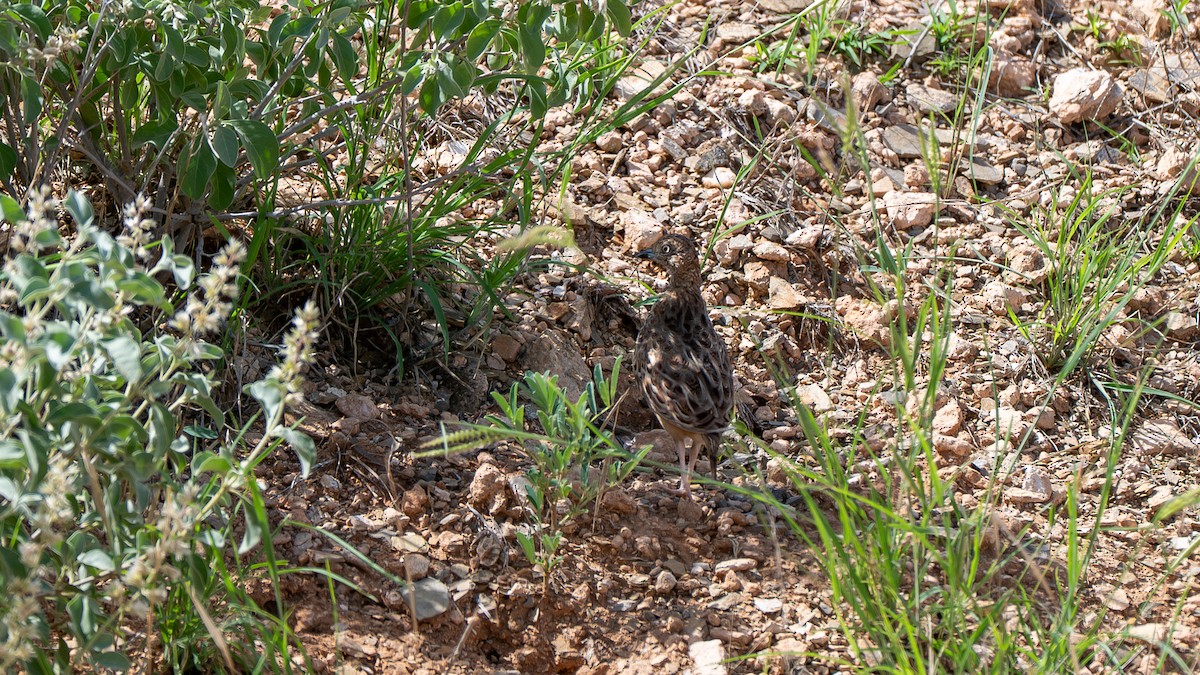 Small Buttonquail - ML637682758