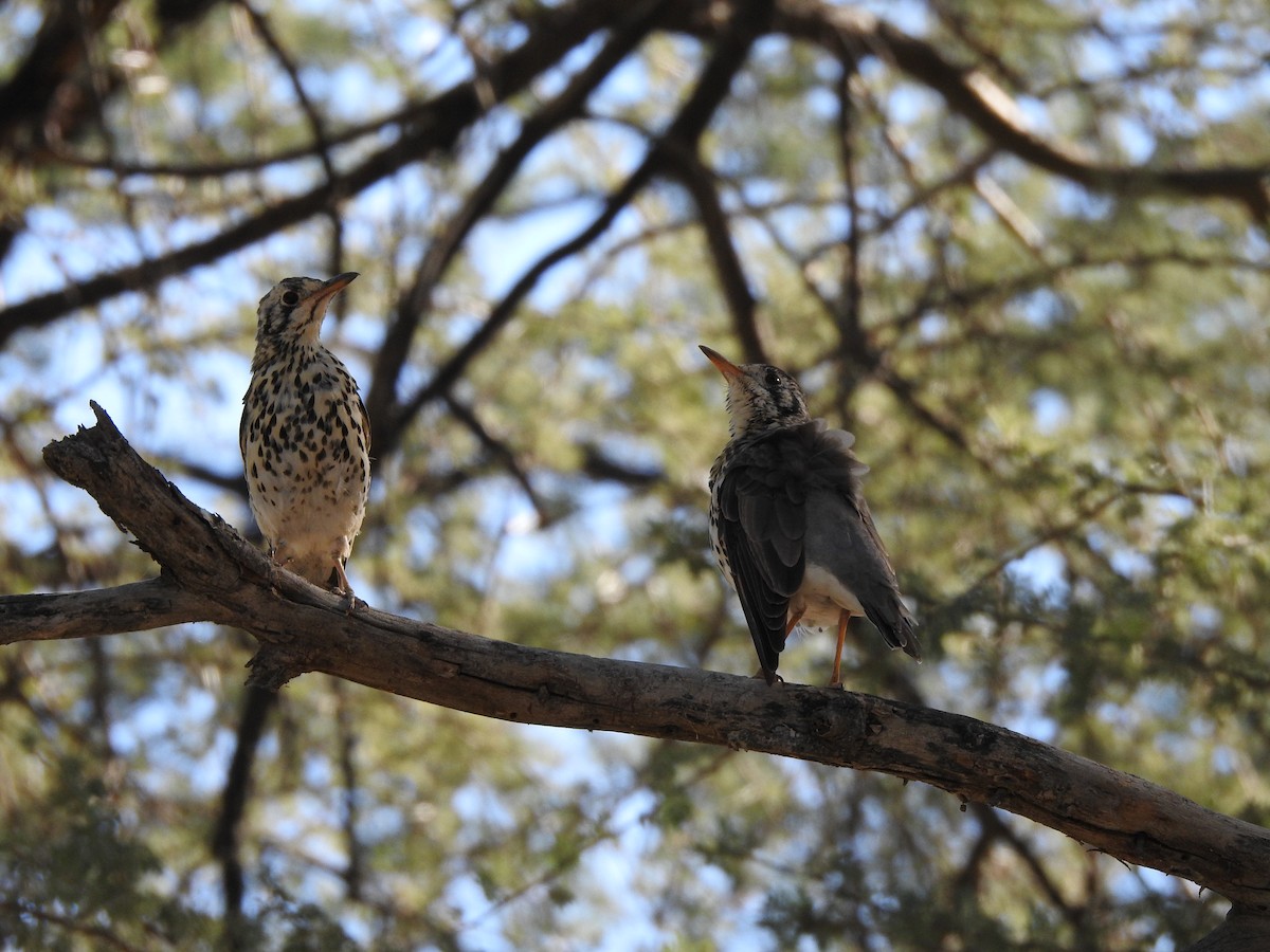 Groundscraper Thrush - ML637682772