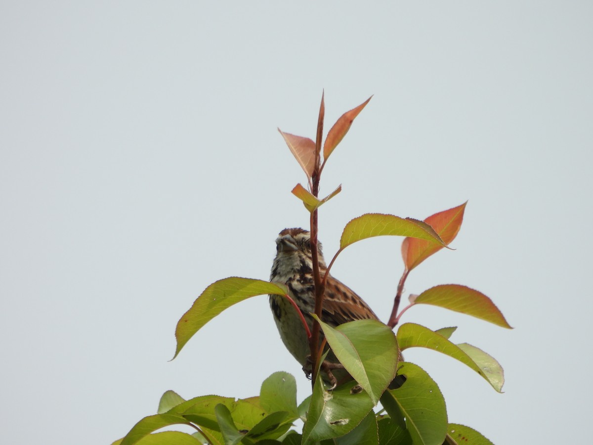 Song Sparrow - ML637682931
