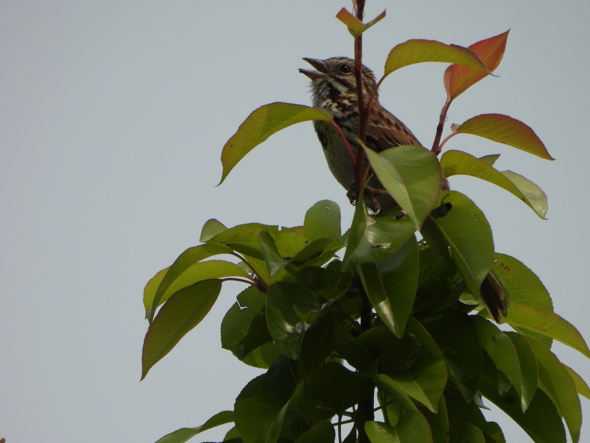 Song Sparrow - ML637682932