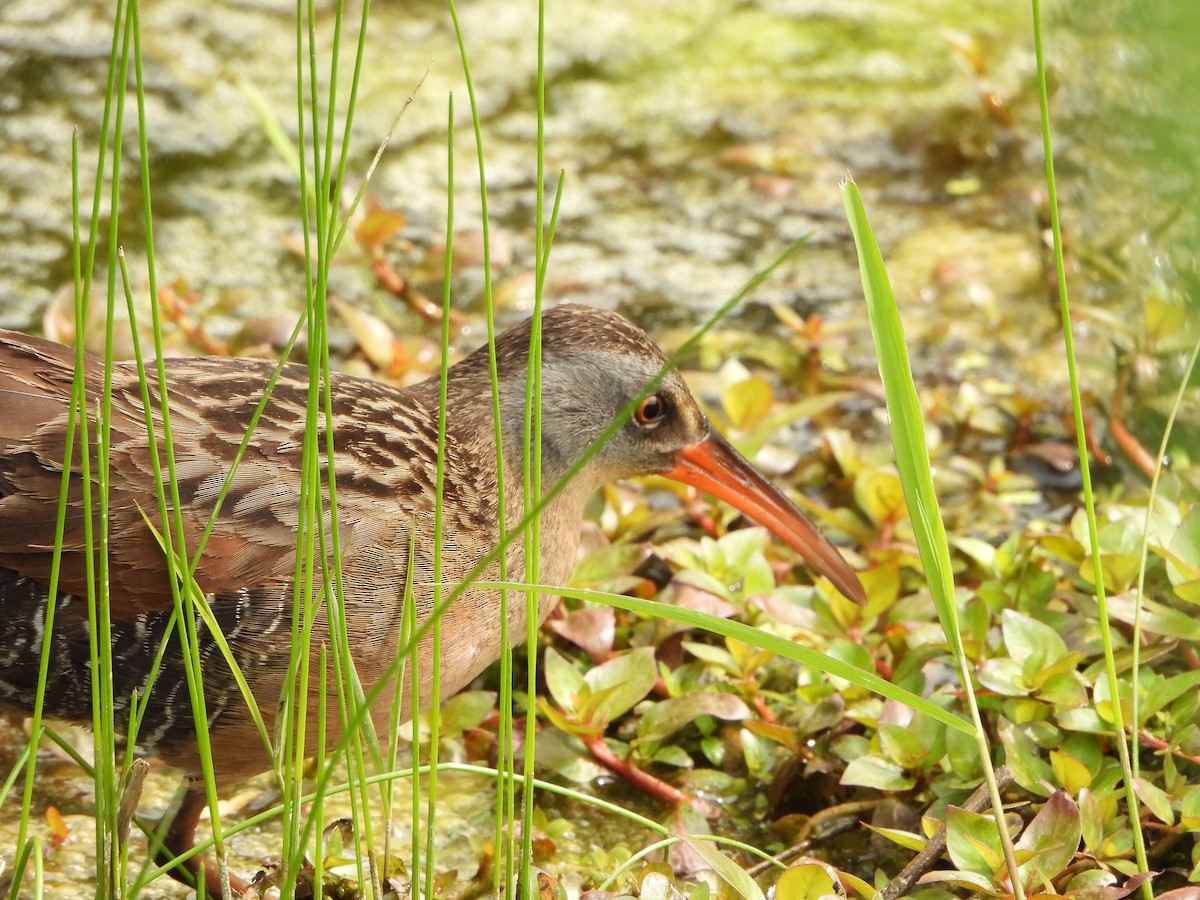Virginia Rail - ML637682951