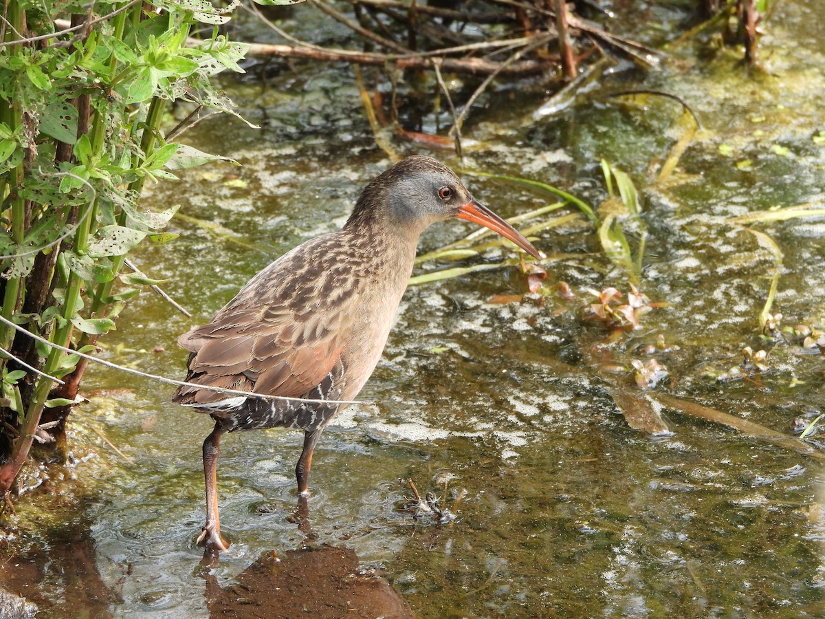 Virginia Rail - ML637682952
