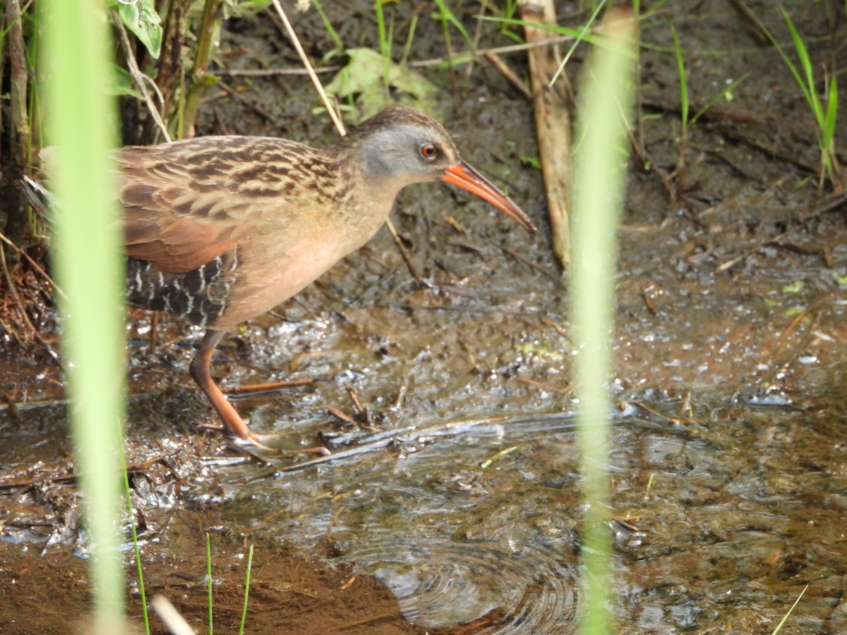 Virginia Rail - ML637682953