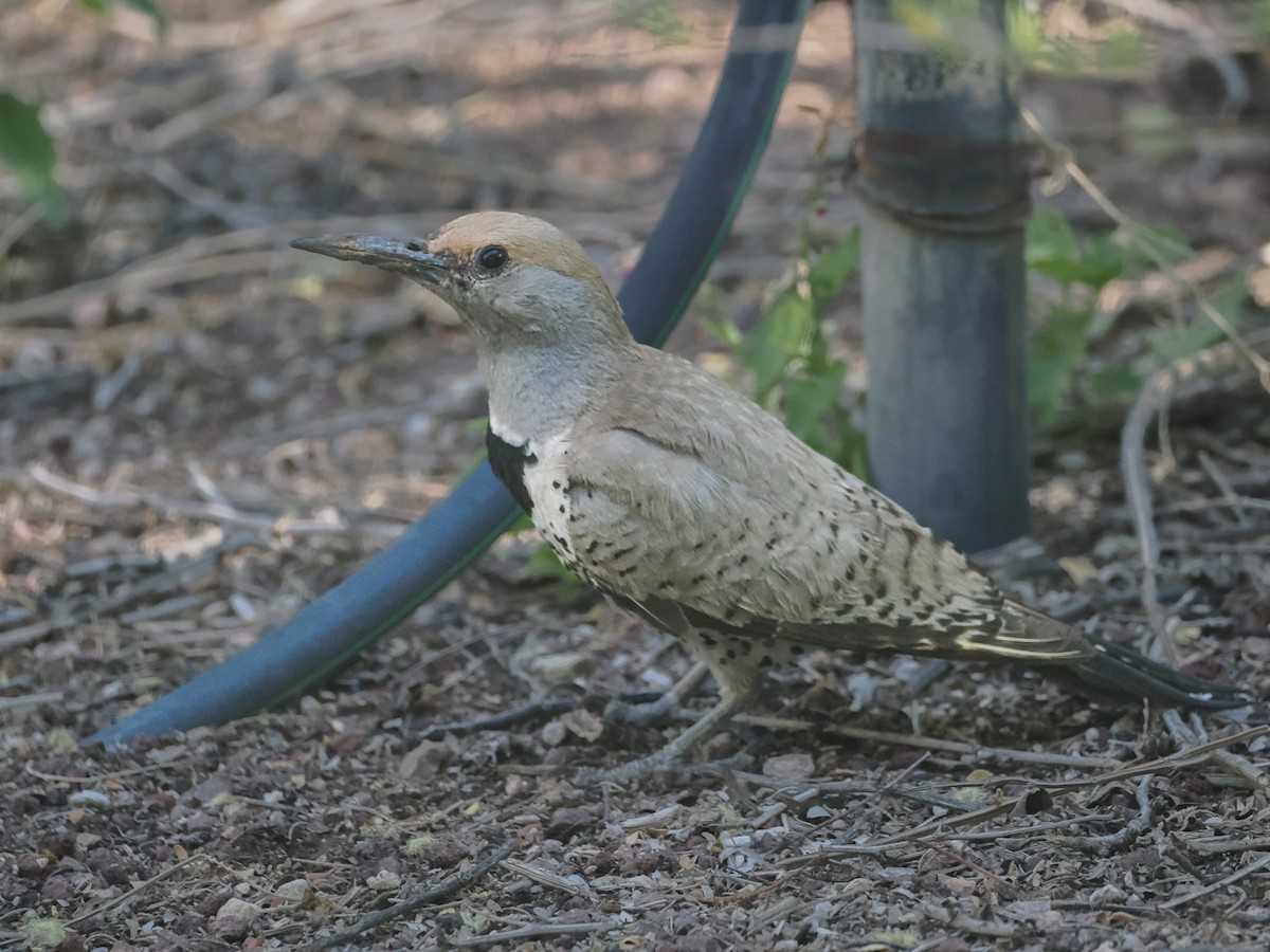 Gilded Flicker - ML637682958