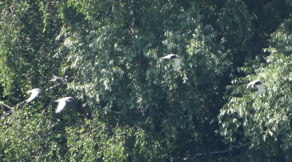 Whiskered Tern - ML637682981