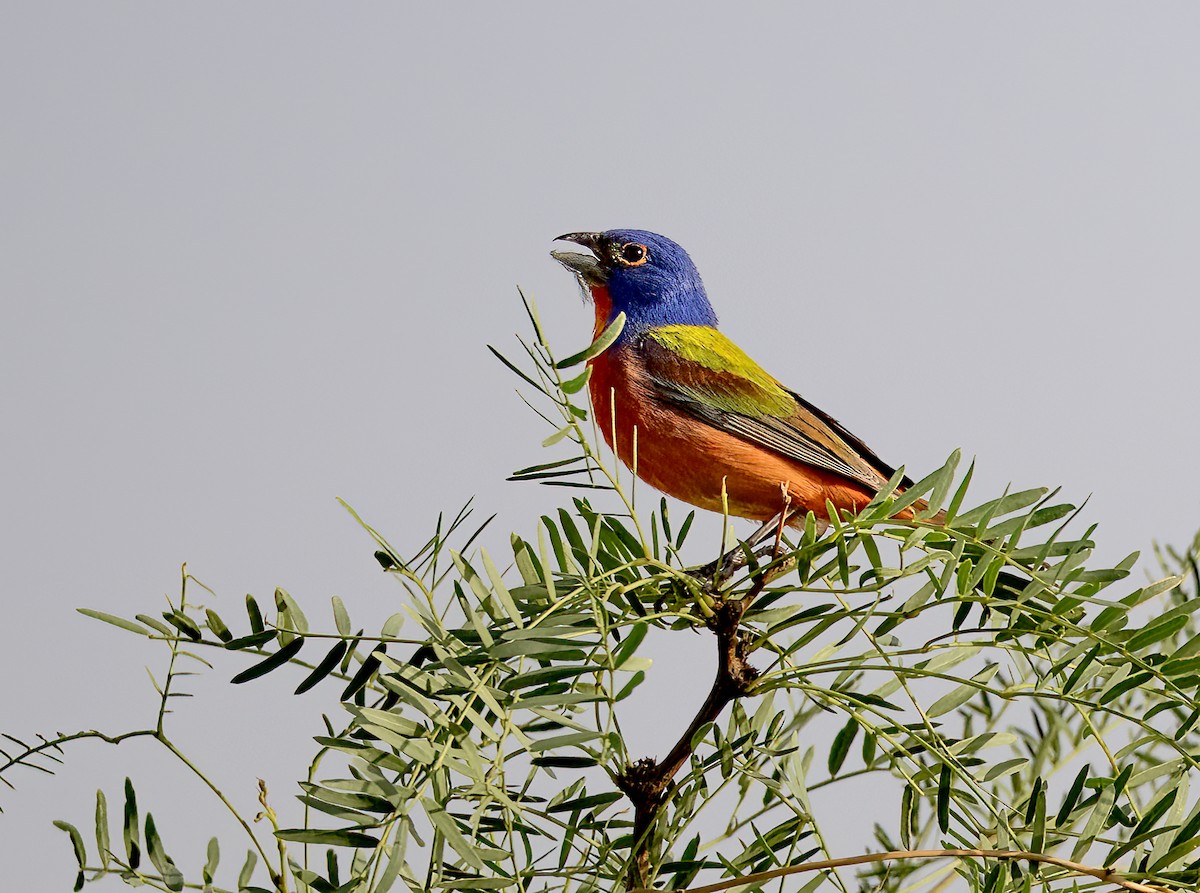 Painted Bunting - ML637682989