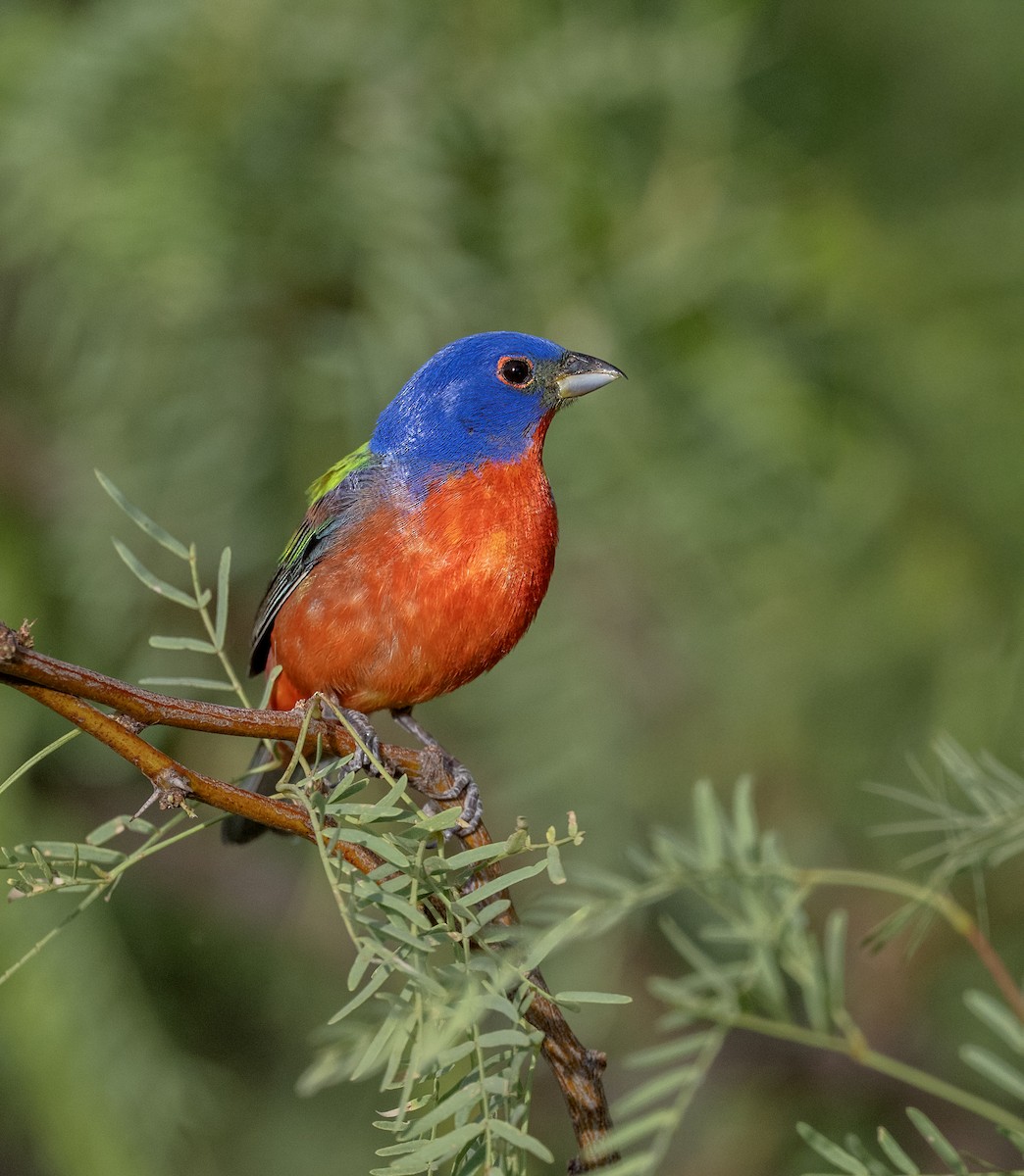 Painted Bunting - ML637682990