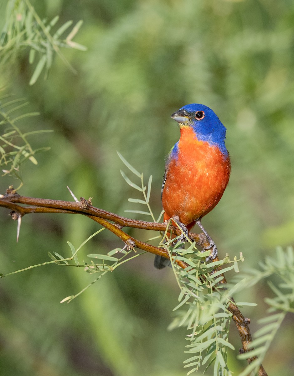 Painted Bunting - ML637682991