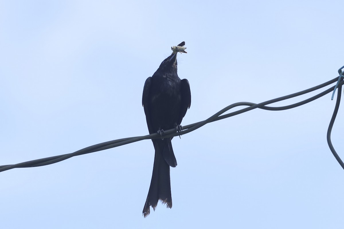 Drongo Real - ML637683047