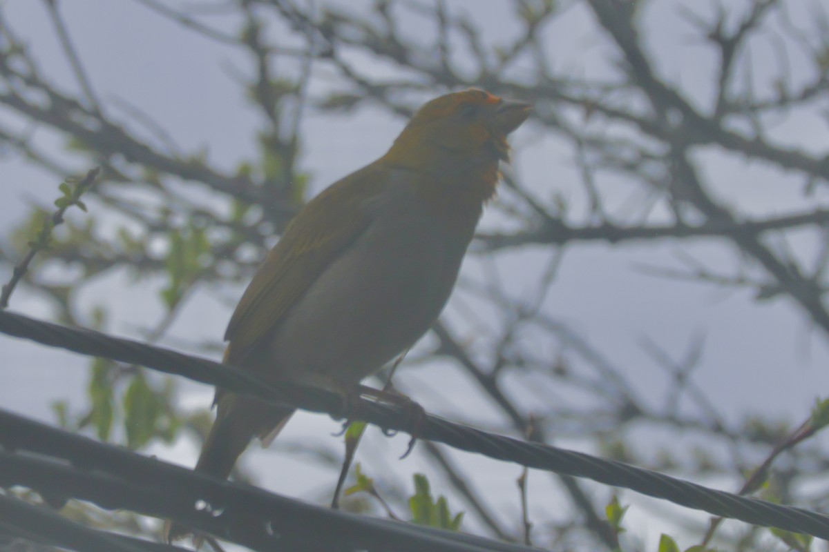 Crimson-browed Finch - ML637683070
