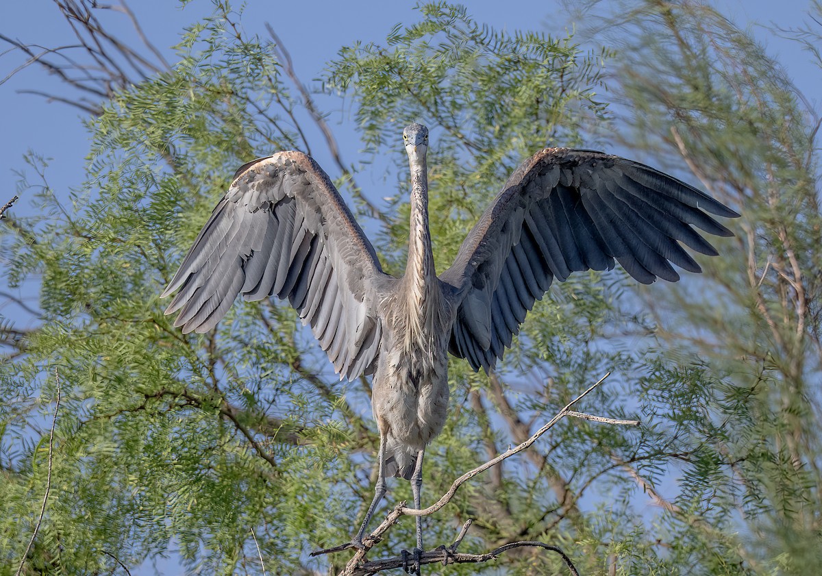Great Blue Heron - ML637683080