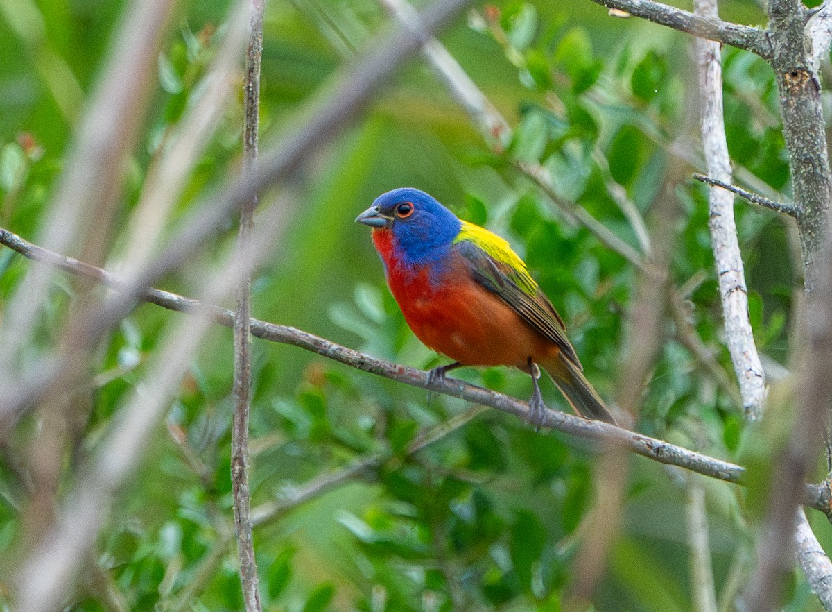 Painted Bunting - ML637683083