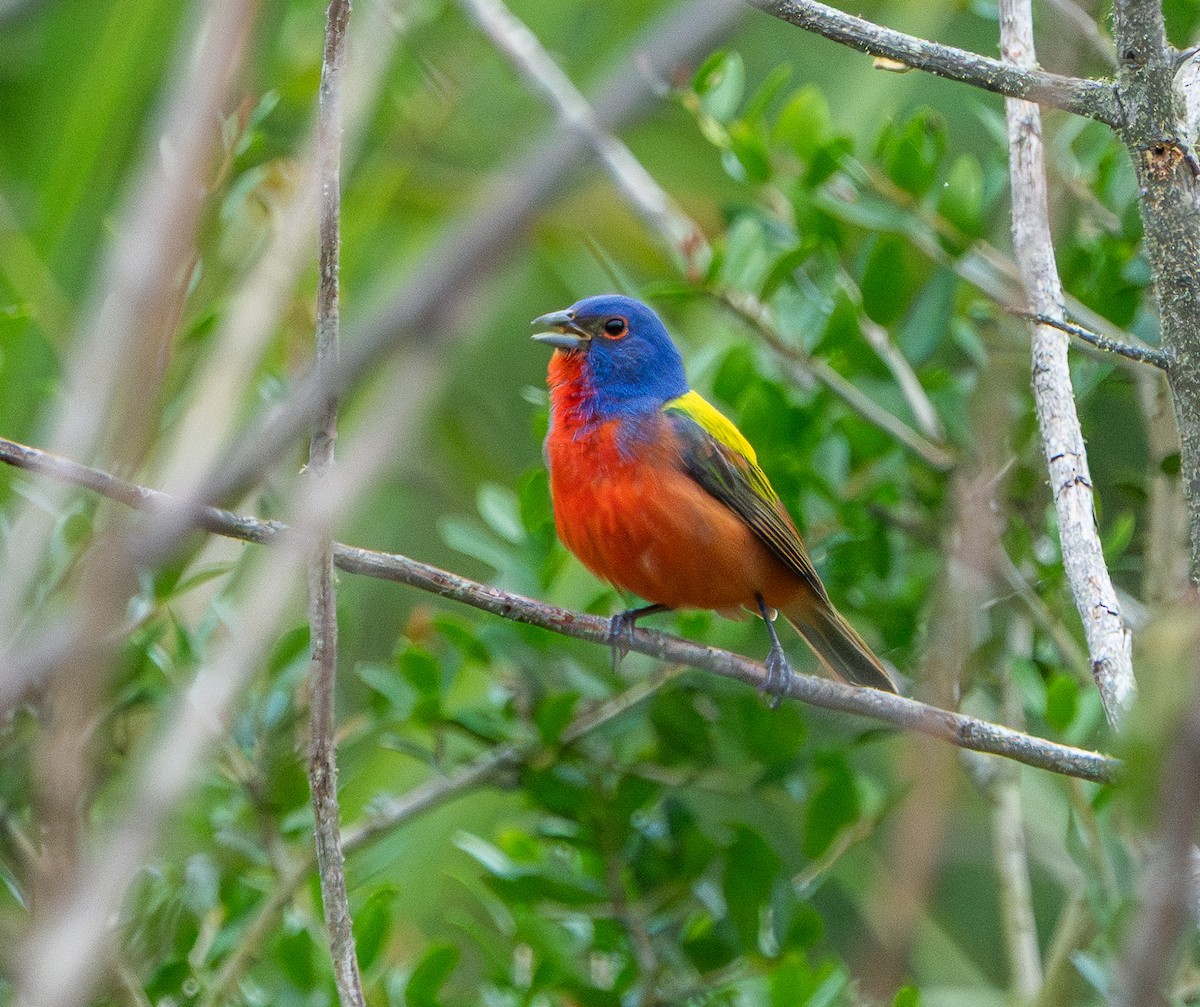 Painted Bunting - ML637683084