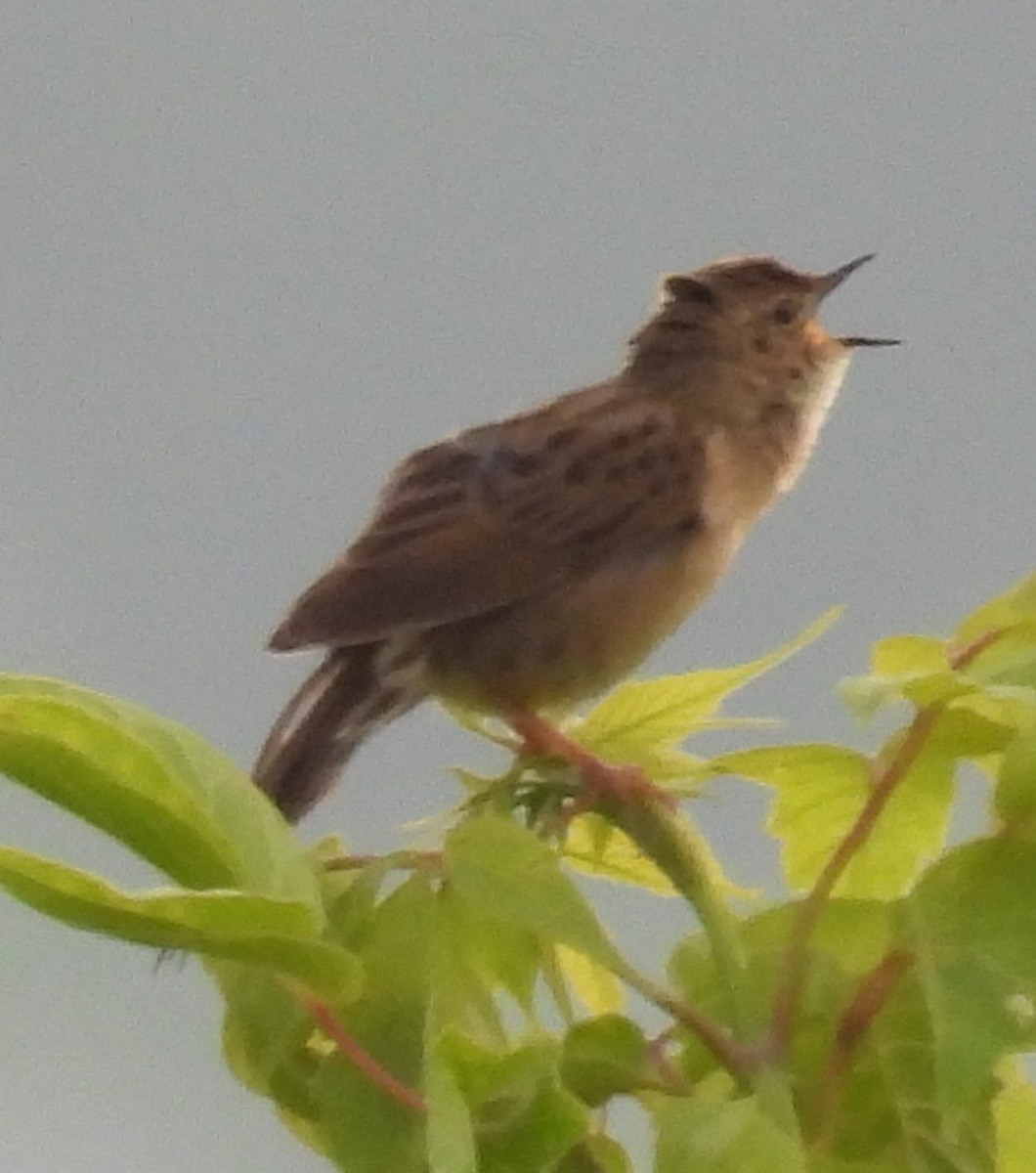 Common Grasshopper Warbler - ML637683096