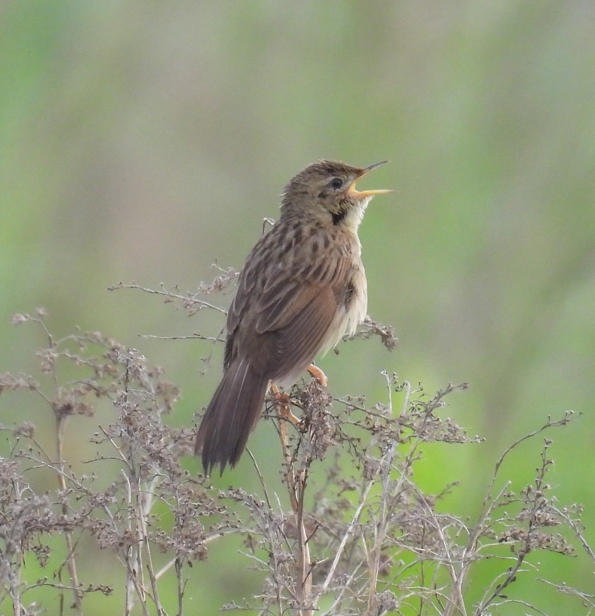 Common Grasshopper Warbler - ML637683097