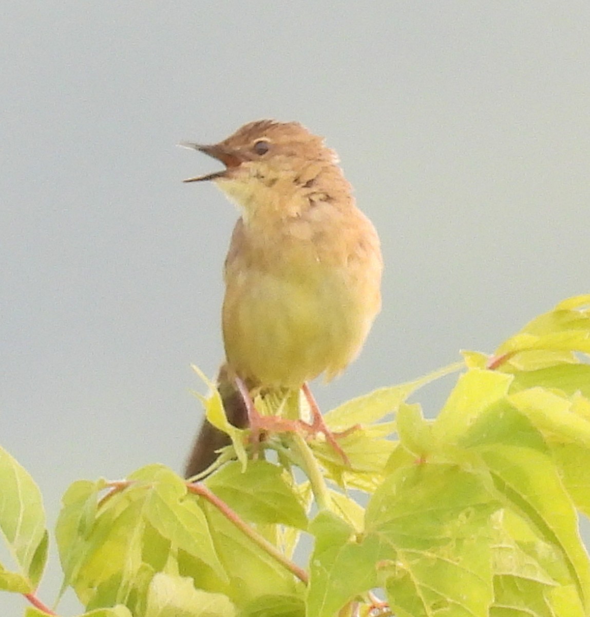 Common Grasshopper Warbler - ML637683098