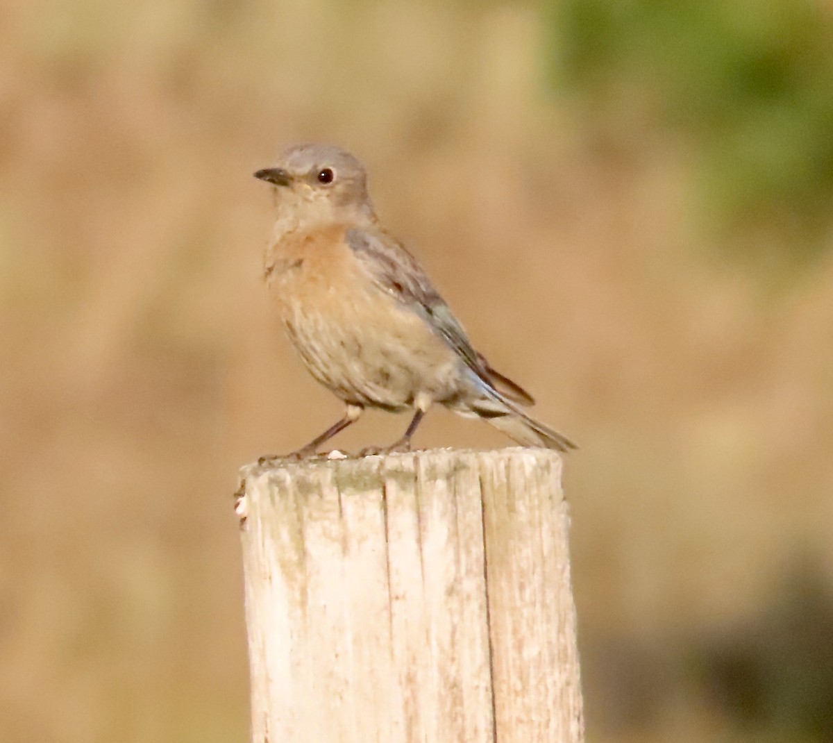 Western Bluebird - ML637683099