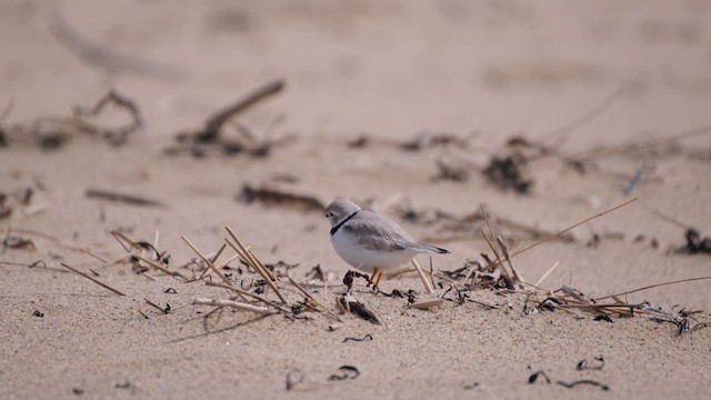Piping Plover - ML637683101