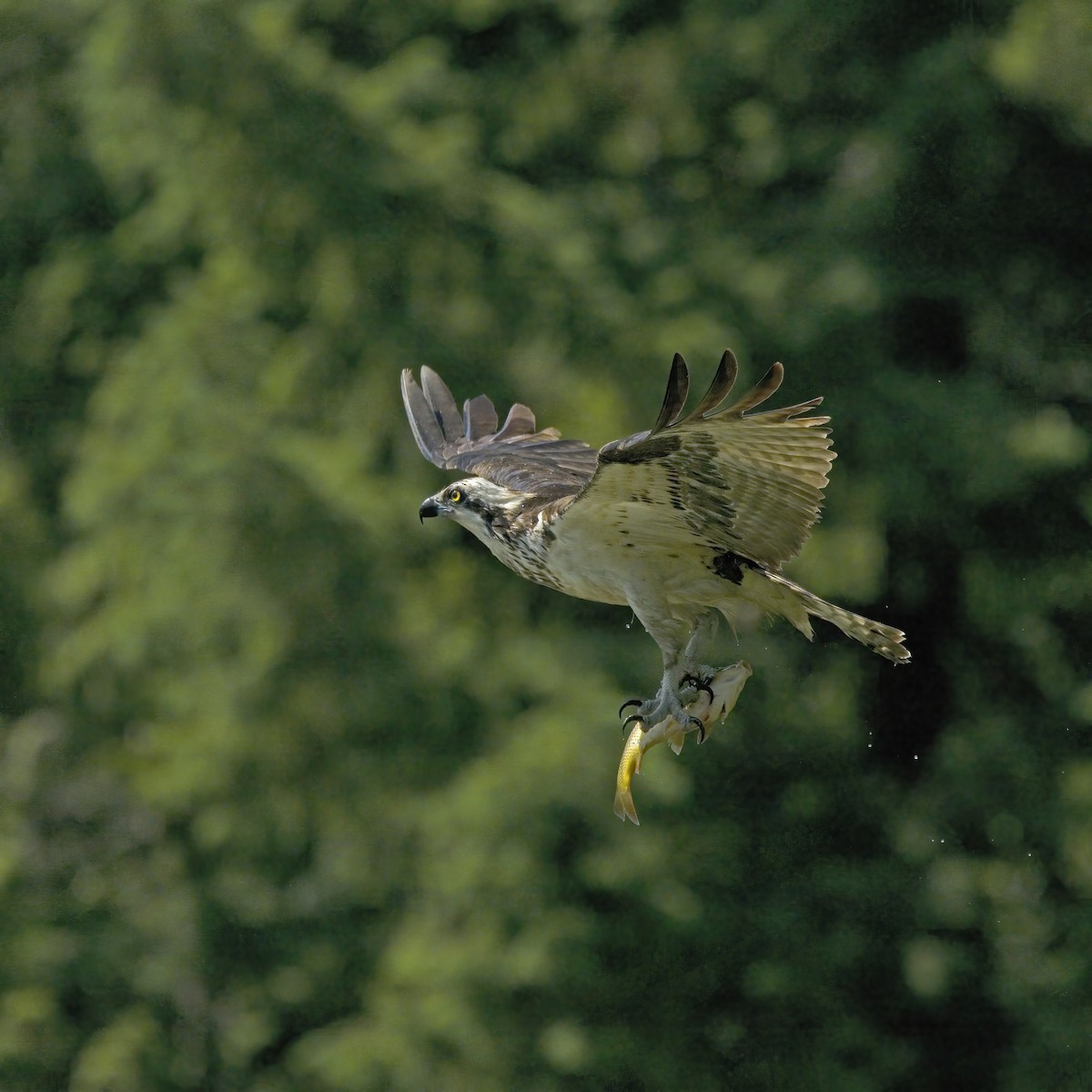 魚鷹 - ML637683102