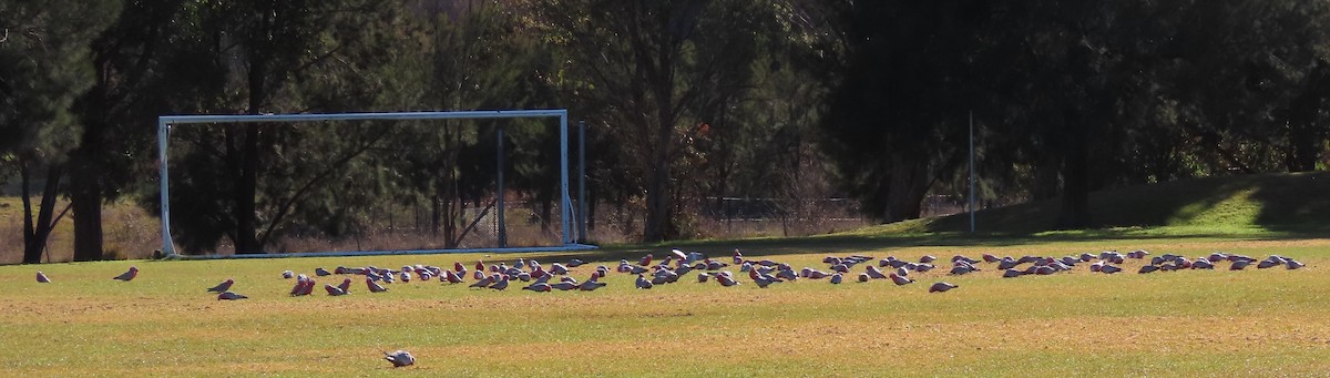 Galah - ML637683103