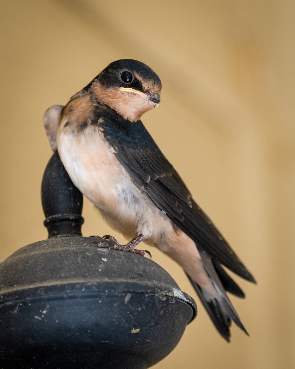 Barn Swallow - ML637683112