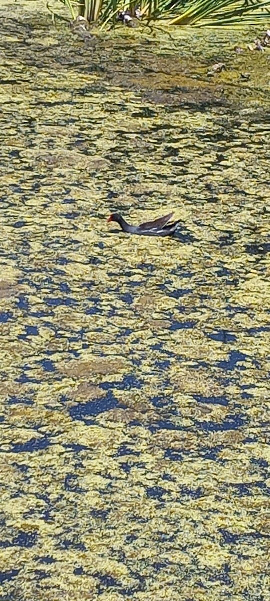 Common Gallinule - ML637683118