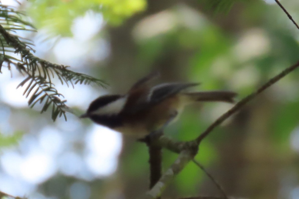 Chestnut-backed Chickadee - ML637683123