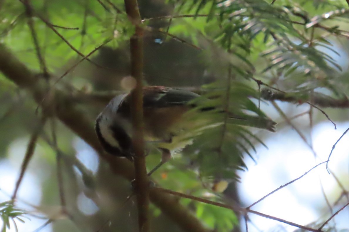 Chestnut-backed Chickadee - ML637683124