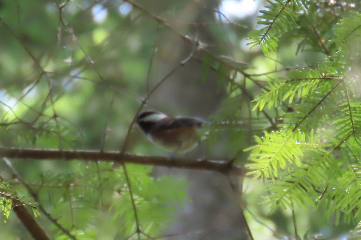Chestnut-backed Chickadee - ML637683125