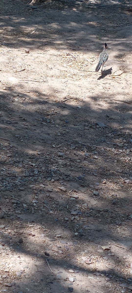 Greater Roadrunner - ML637683129