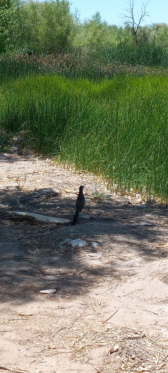 Greater Roadrunner - ML637683130