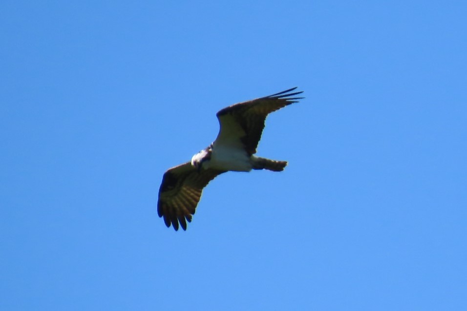 Osprey - ML637683132