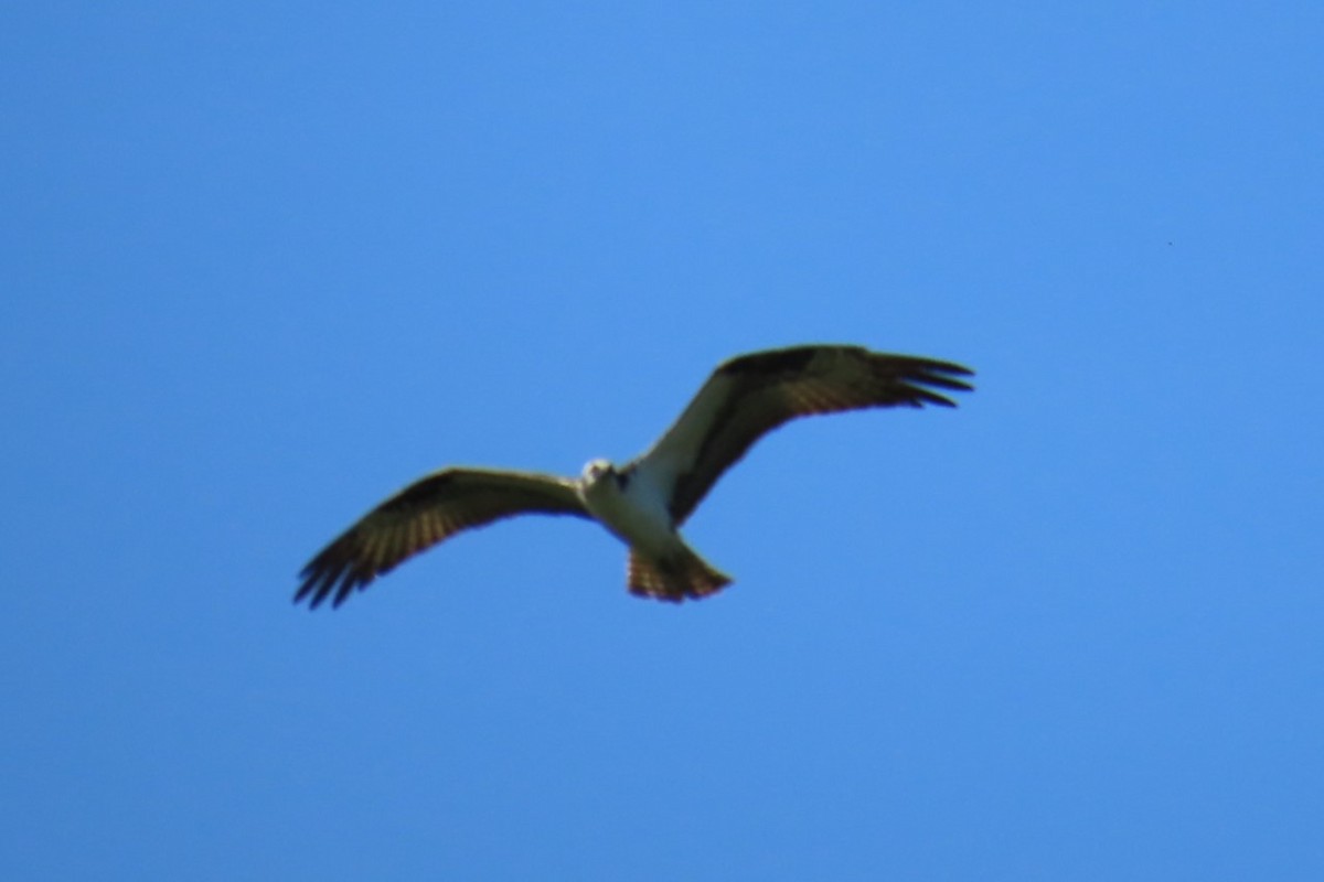 Osprey - ML637683133
