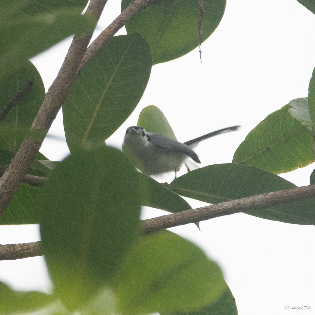 White-browed Gnatcatcher - ML637683149