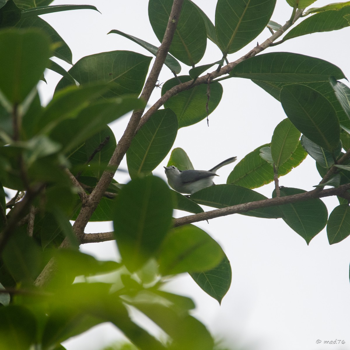 White-browed Gnatcatcher - ML637683151