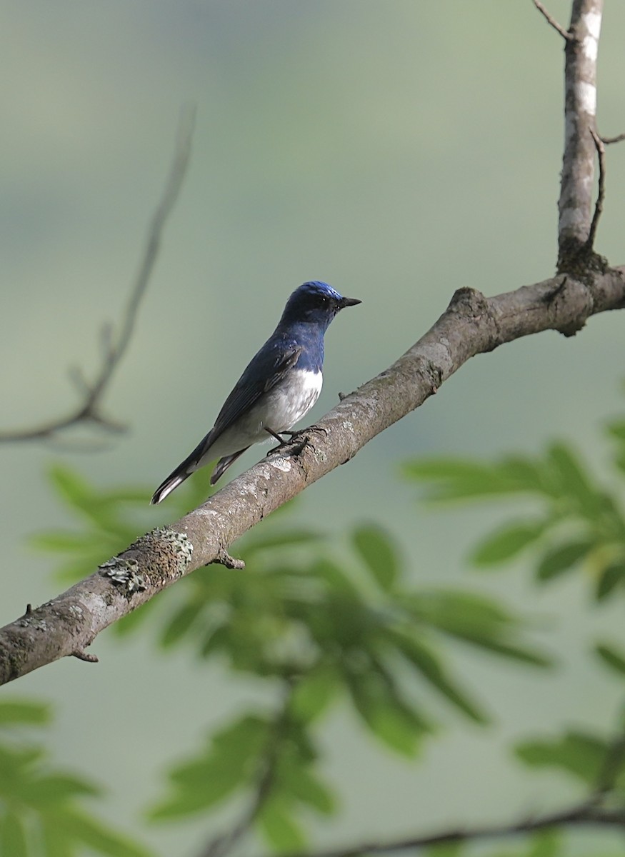 Zappey's Flycatcher - ML637683163