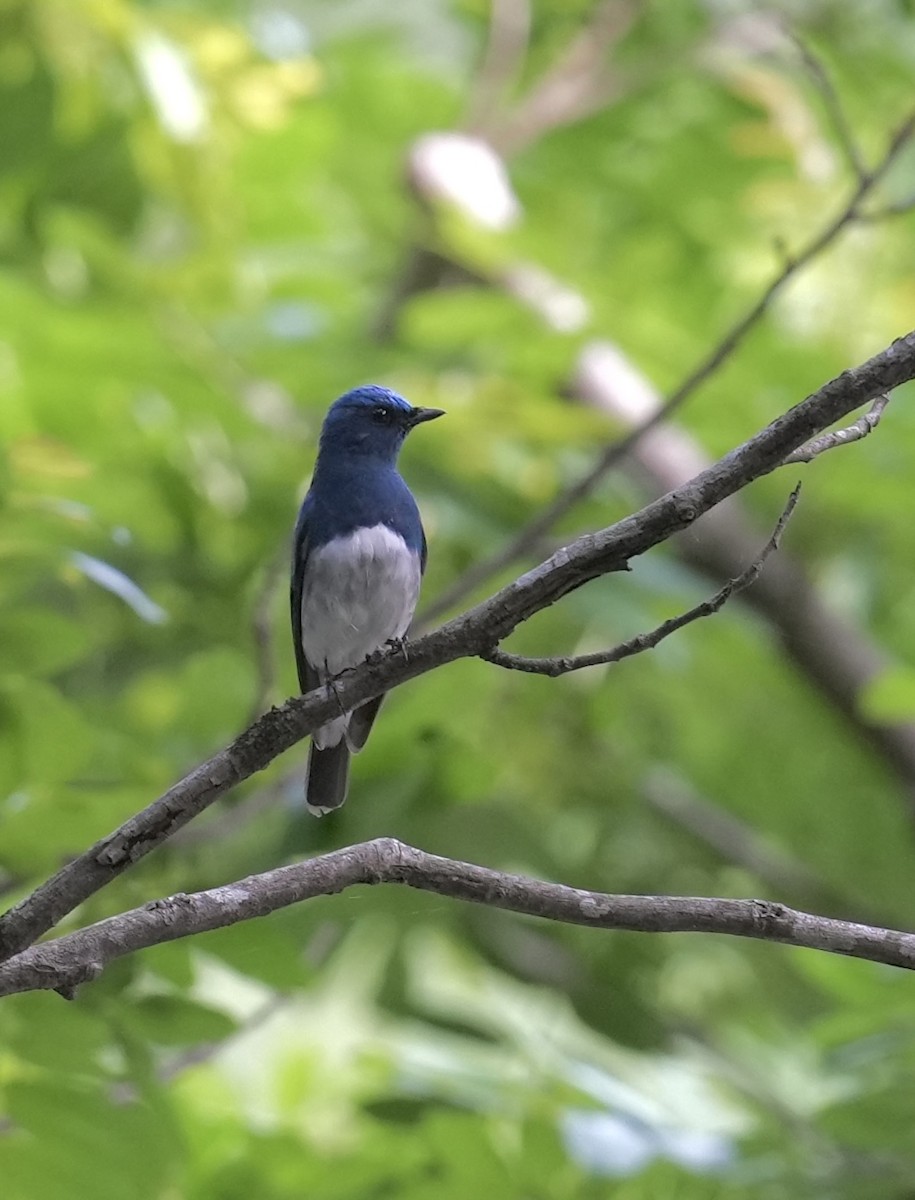 Zappey's Flycatcher - ML637683164