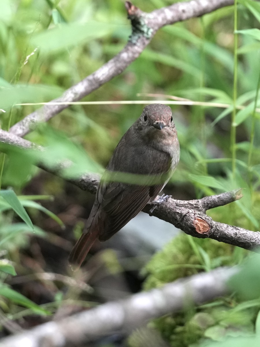 Zappey's Flycatcher - ML637683165